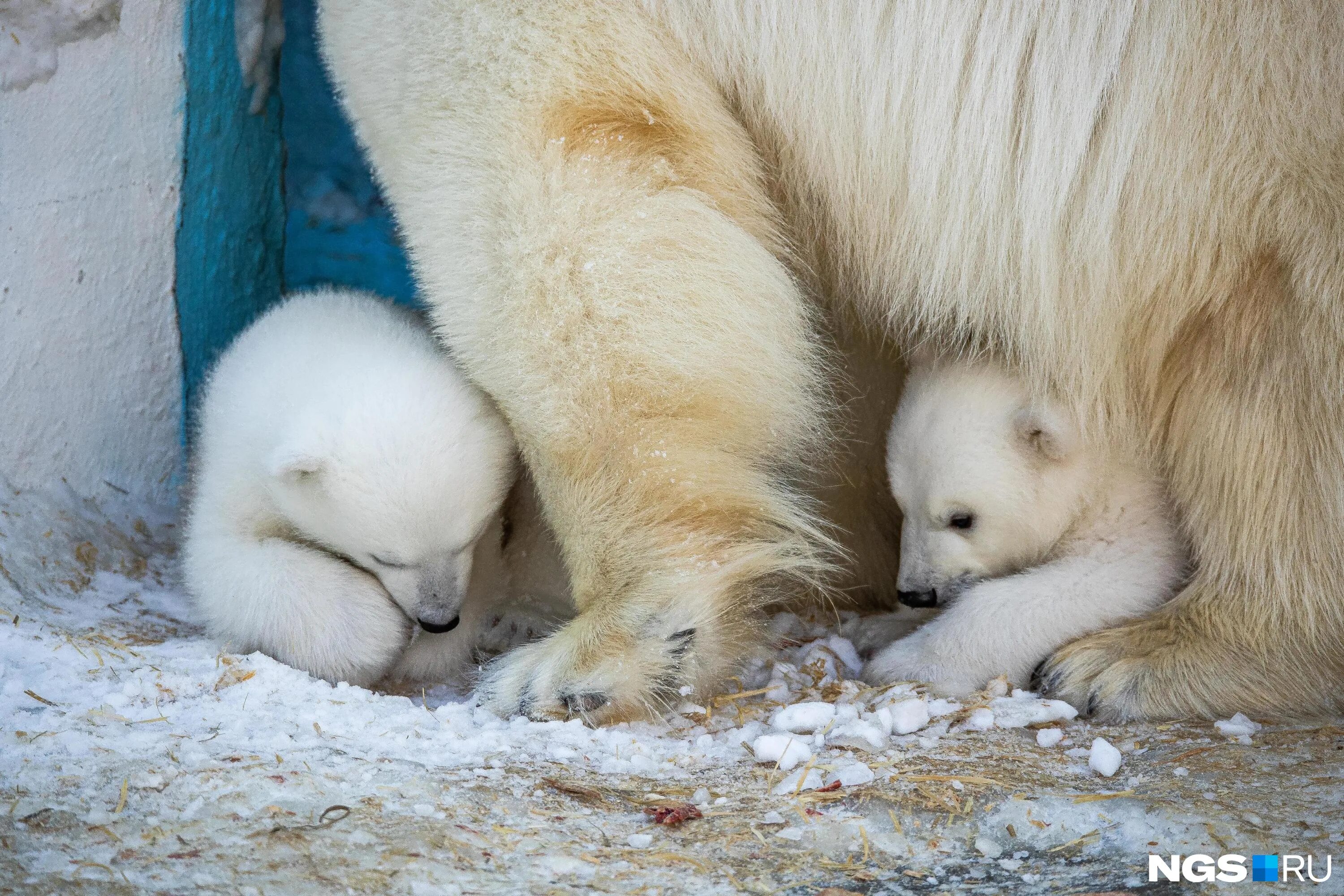Новосибирский зоопарк белые медведи. Новосибирский зоопарк медвежата 2023. Белый медведь в Московском зоопарке. Новосибирский зоопарк вольер белых медведей. Зоопарк новосибирск белые медведи