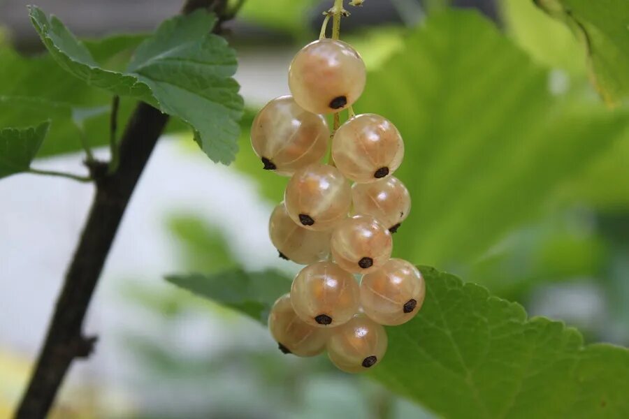 Смородина желтоплодная. Смородина белая баяна. Смородина белая (ribes niveum `версальская`). Смородина белая виксне белая. Ribes rubrum/смородина белая.