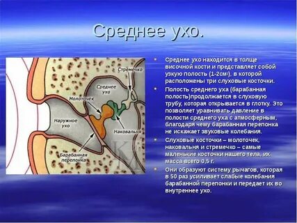Роль косточек среднего уха