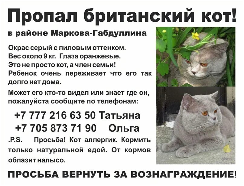 Объявление о кошке