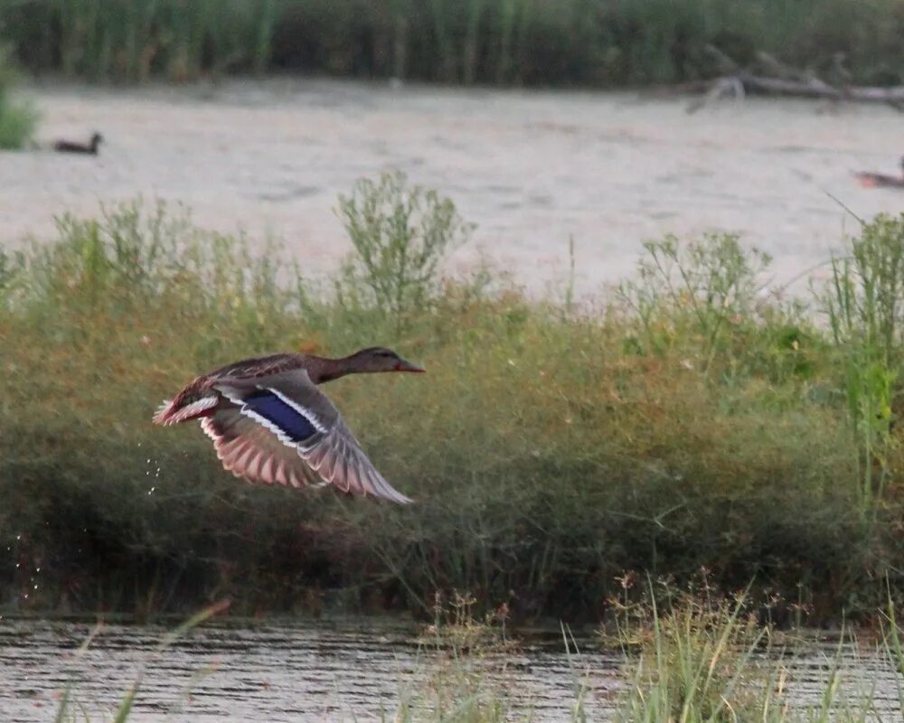 экзотическая охота