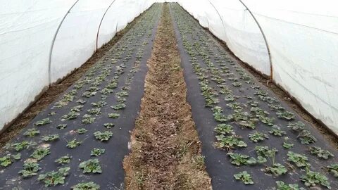 Какой спанбонд для клубники