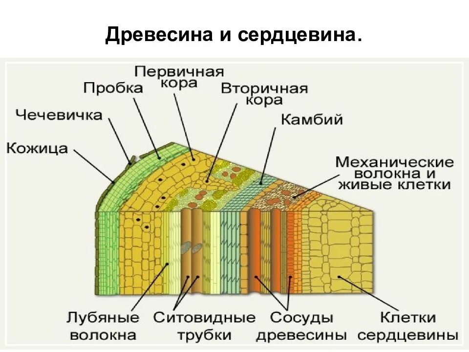 Камбий сосуды устьица древесинные волокна какое понятие. Образовательная ткань растений камбий. Камбий боковая латеральная ткань растений. Камбий это в биологии 6 класс. Строение камбий биология.