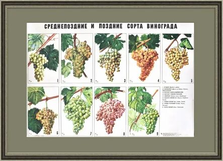 Карта виноград