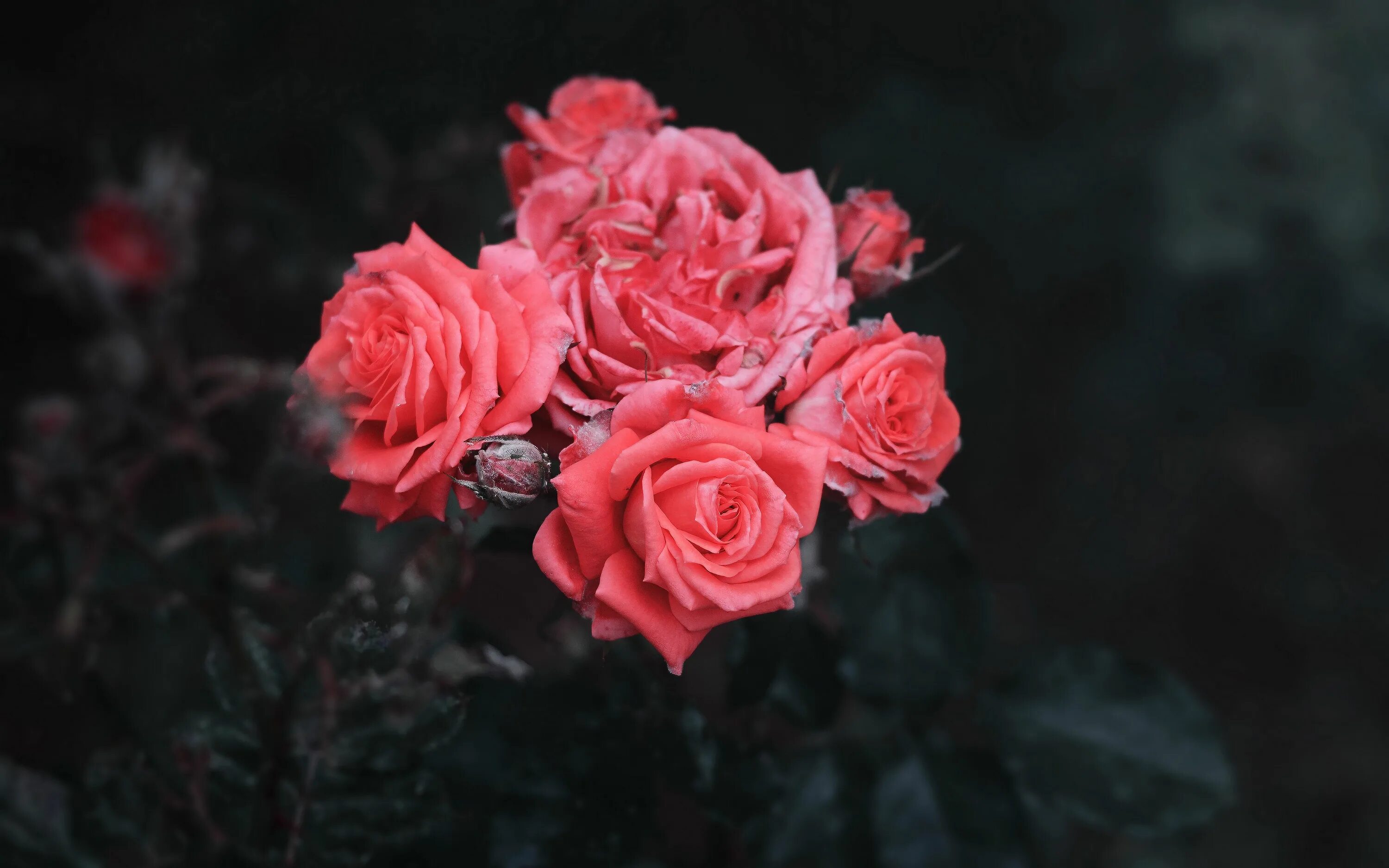 Розовый куст. Кустовые розы. Розовые цветы. Куст темных роз.