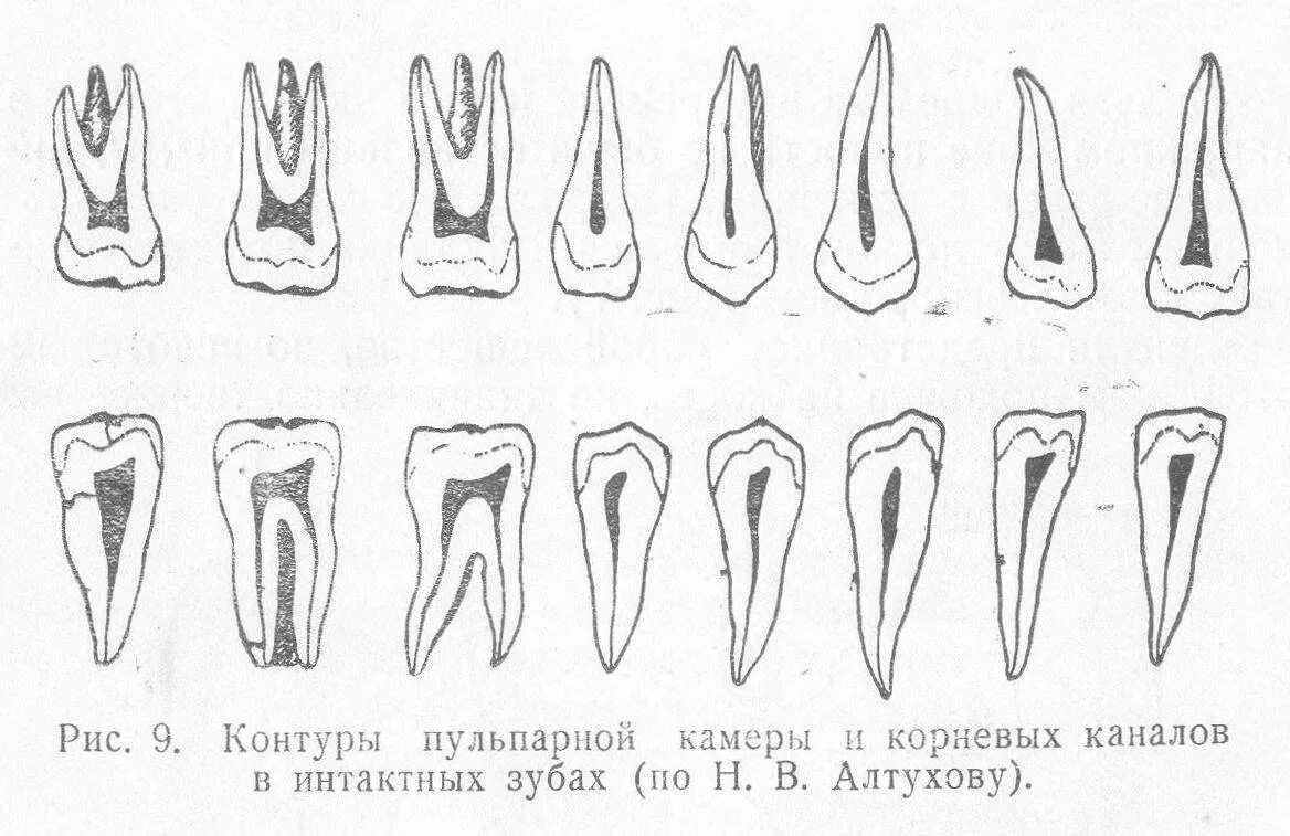 Зубы шестерки корни