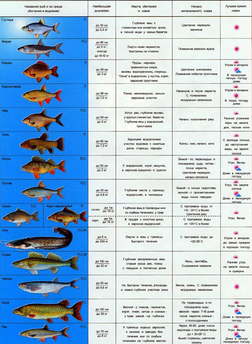 Какую рыбу можно ловить. Виды рыб. Таблица рыбака. Таблица для рыбаков. Таблица нереста рыбы.