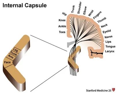 Internal d