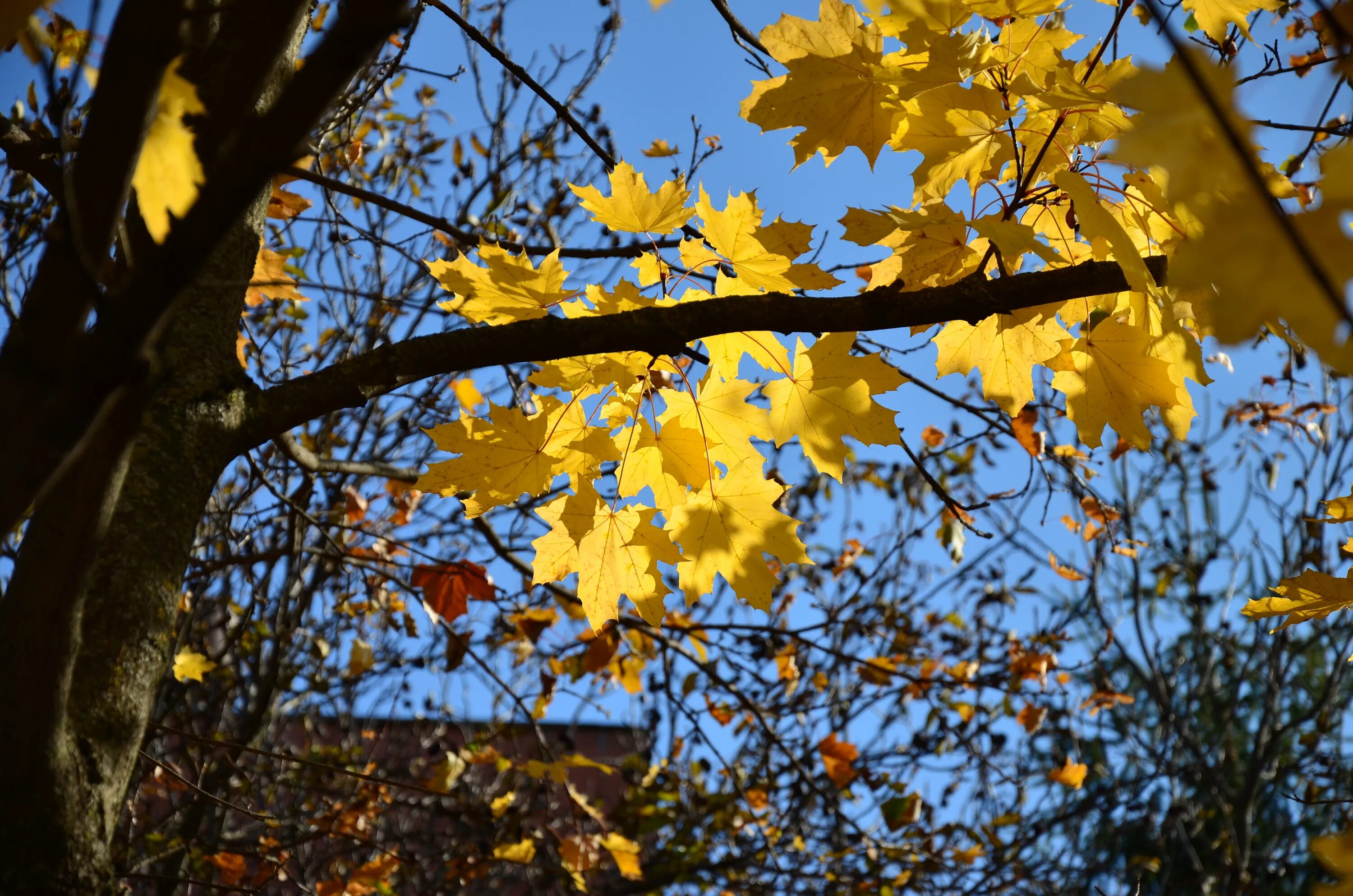 Листья жёлтые над городом кружатся. Листья кружатся. Листья желтые кружат. Листья жёлтые над городом кружатся картинки. Листья желтые кружатся оригинал