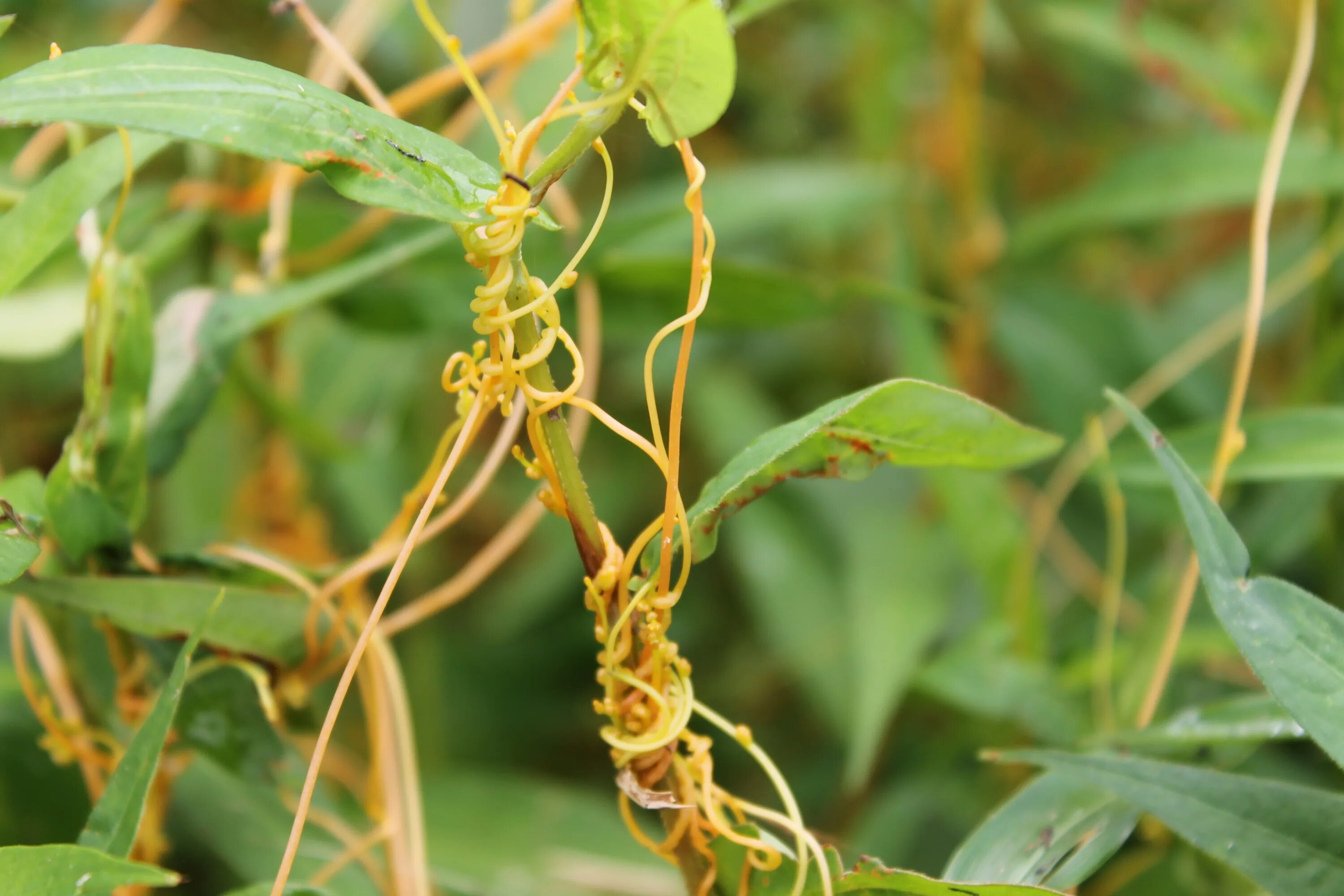 Повилика (Cuscuta). Повилика льняная. Повилика сорняк. Повилика Полевая. Try plant