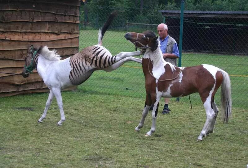 Скрещивание лошадей. Спаривание лошадей. Скрещивание лошадей. Зеброид гибрид зебры и лошади. Скрещивание лошадей.