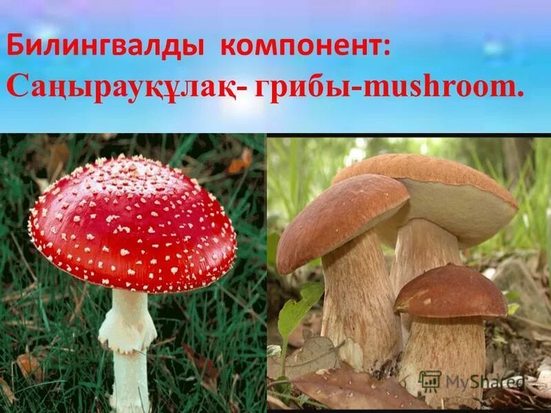 Калпакшал. Кестені безендіруге қолданылған фрагмент атауын жазыңыз саңырауқұлақтар. Кестені безендіруге қолданылған фрагмент атауын жазыңыз саңырауқұлақтар. Мухомор пышновольвовый (amanita magnivolvata aalto). Гиднелум пек саңырауқұлақтары.