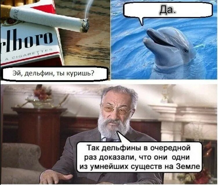В следующий раз знай. Так дельфины доказали. в очередной раз дельфины. в очередной раз дельфины доказали. мем дельфины в очередной раз доказали.