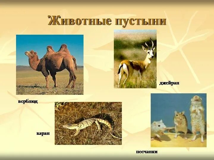 Зона пустынь растения животные