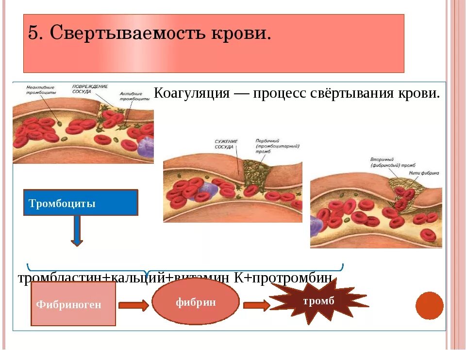 Фермент тромбоцитов. Свертывание крови образование тромба. Коагуляция тромбоцитов схема. Тромбоциты схема свертывания крови. Тромбоциты образование сгустка крови.