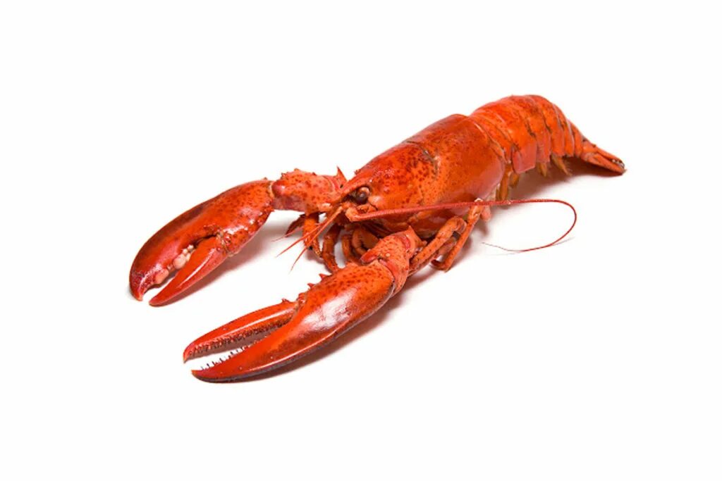 Rock lobster. Лангуст 300/400. Rock lobster. Рок лобстер. Рок лобстер.