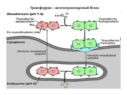 Белок железа