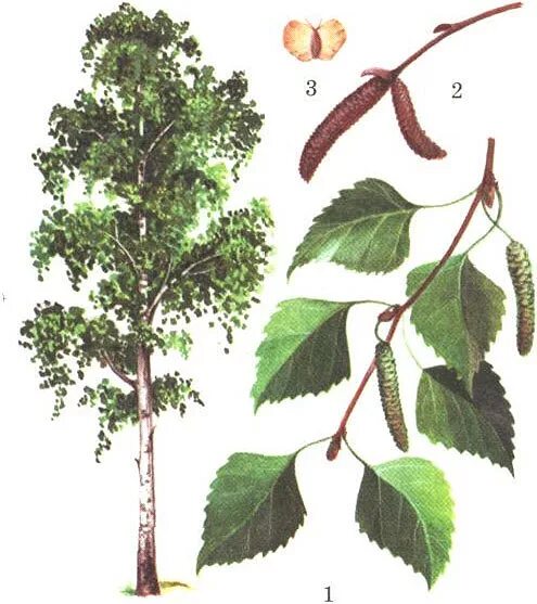 диаграмма цветков березы повислой. береза повислая форма листа. береза повислая строение. береза повислая семя. береза повислая строение.