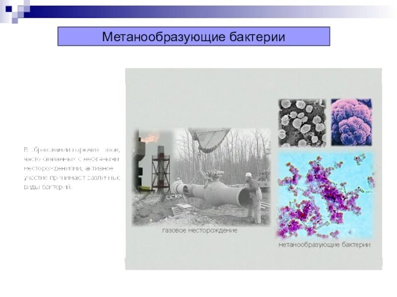 Бактерии выделяют метан. Метанообразующие бактерии строение. Метанообразующие археи. Метанобразующие археи и бактерии. Метана образующие бактерии.