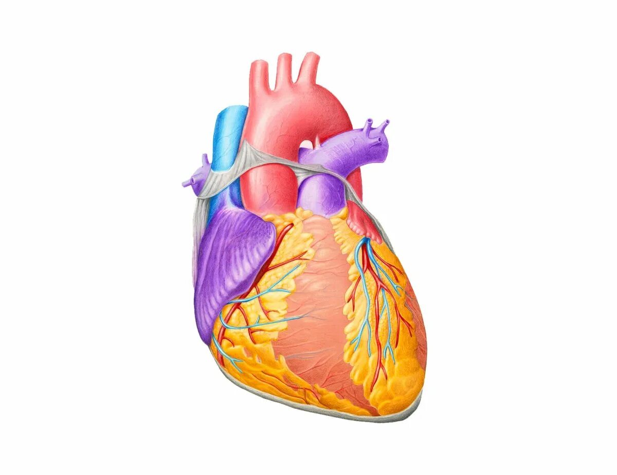 Орган сердце человека рисунок. Человеческое сердце на белом фоне.