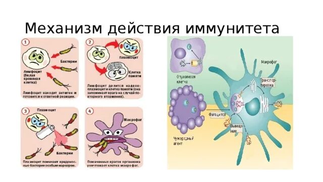 Механизм действия иммунитета. Иммунитет человека схема. Рисунок на тему иммунитет. Механизм иммунной системы.