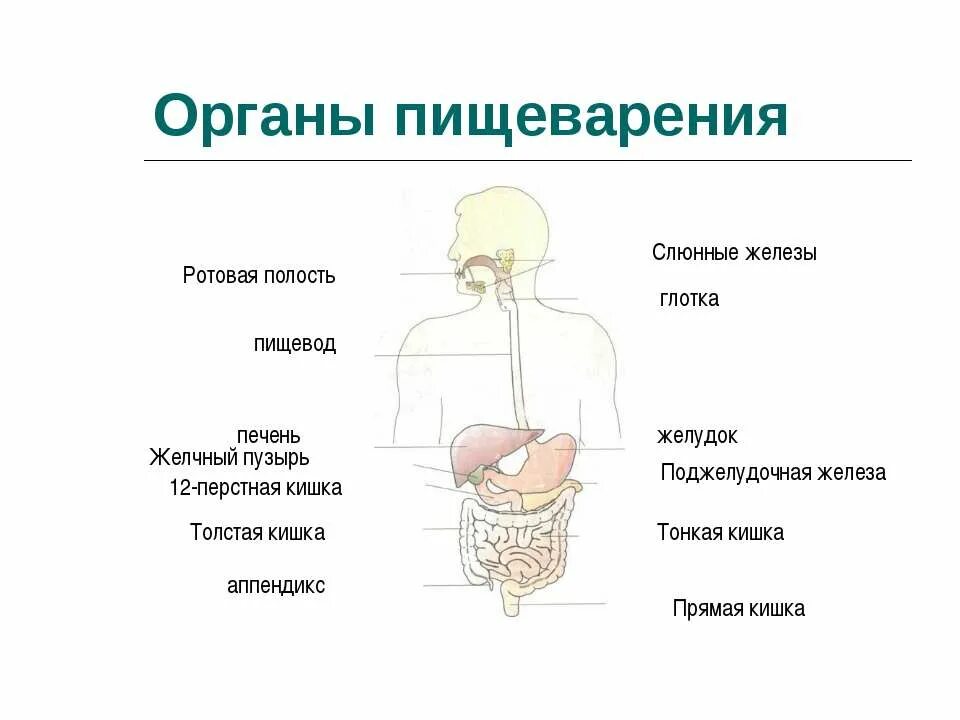 Пищевод желудок желчный пузырь. Органы пищеварения. Органы пищеварения человека. Система органов пищеварения человека. Заболевания пищеварительной системы человека.