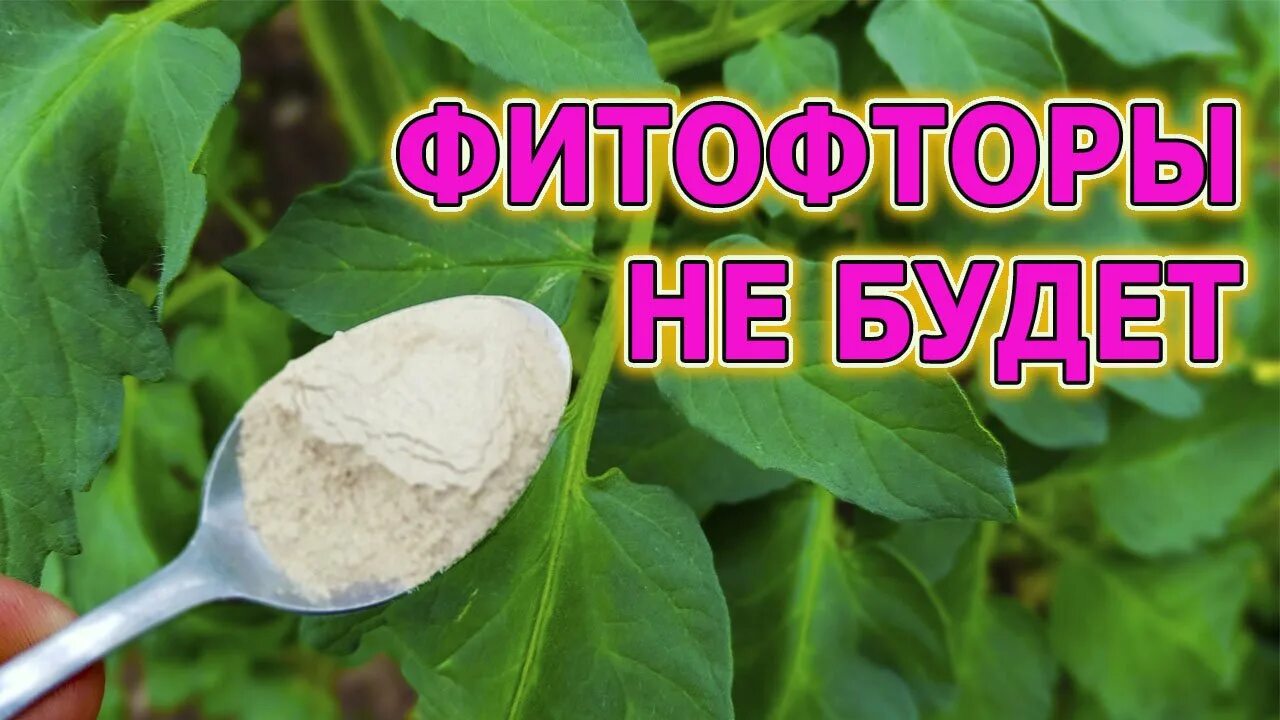 Обработка от фитофторы томатов в открытом грунте. Опрыскивание от фитофторы. обработка томатов от фитофторы. от фитофторы на помидорах препараты в теплице. опрыскивание томатов от фитофтороза.