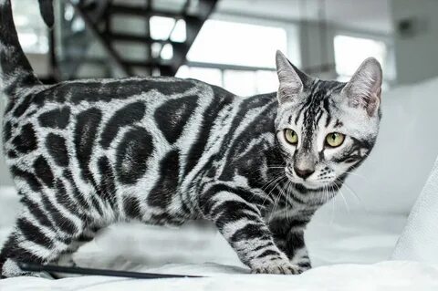 Silver cat