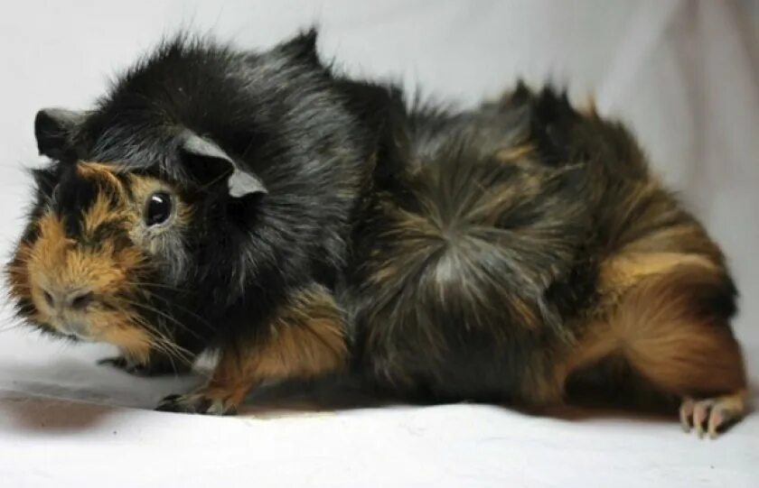 Абиссинская морская свинка. Морская свинка розеточная рыжая. Морская свинка розеточная. Морская свинка розеточная. Абиссинская морская свинка.