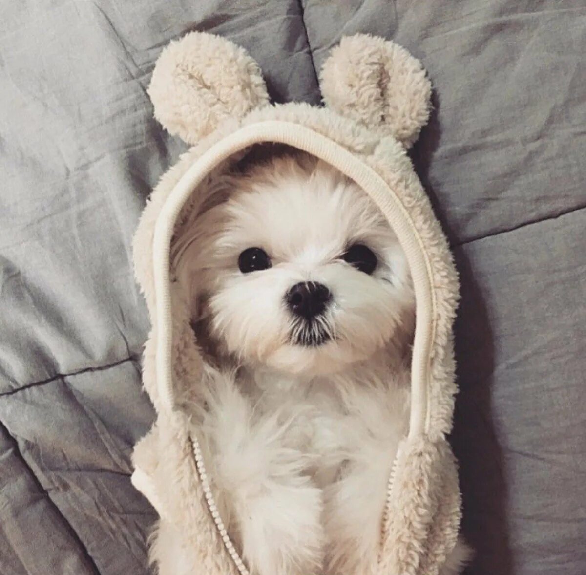 Паппи золотистый ретривер. Милые щенки. Милый щенок. Милые собачки. Очень милые собачки.