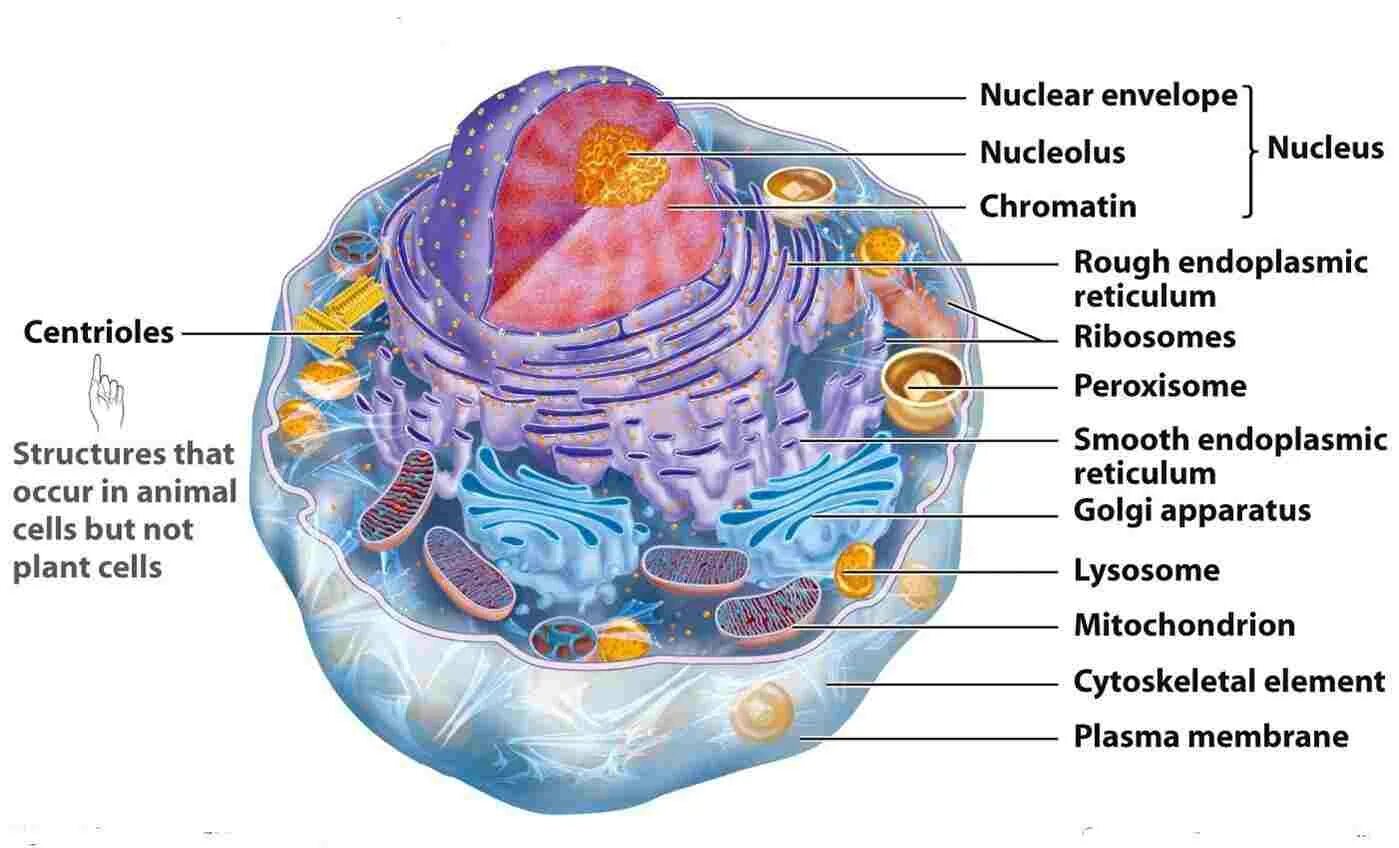 Клетка метка. Клетка человека. Строение клетки человека. Cell structure. Animal Cell.