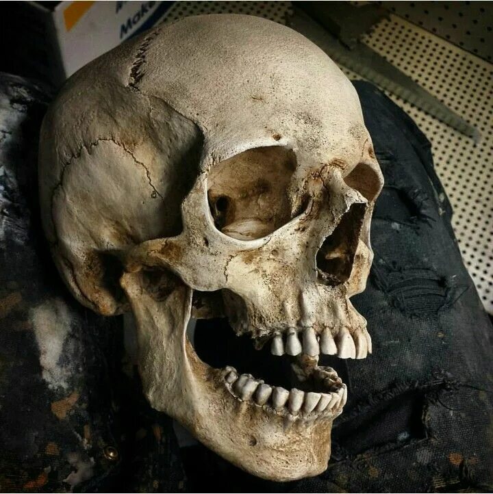Лицо скелета. Лицо скелета