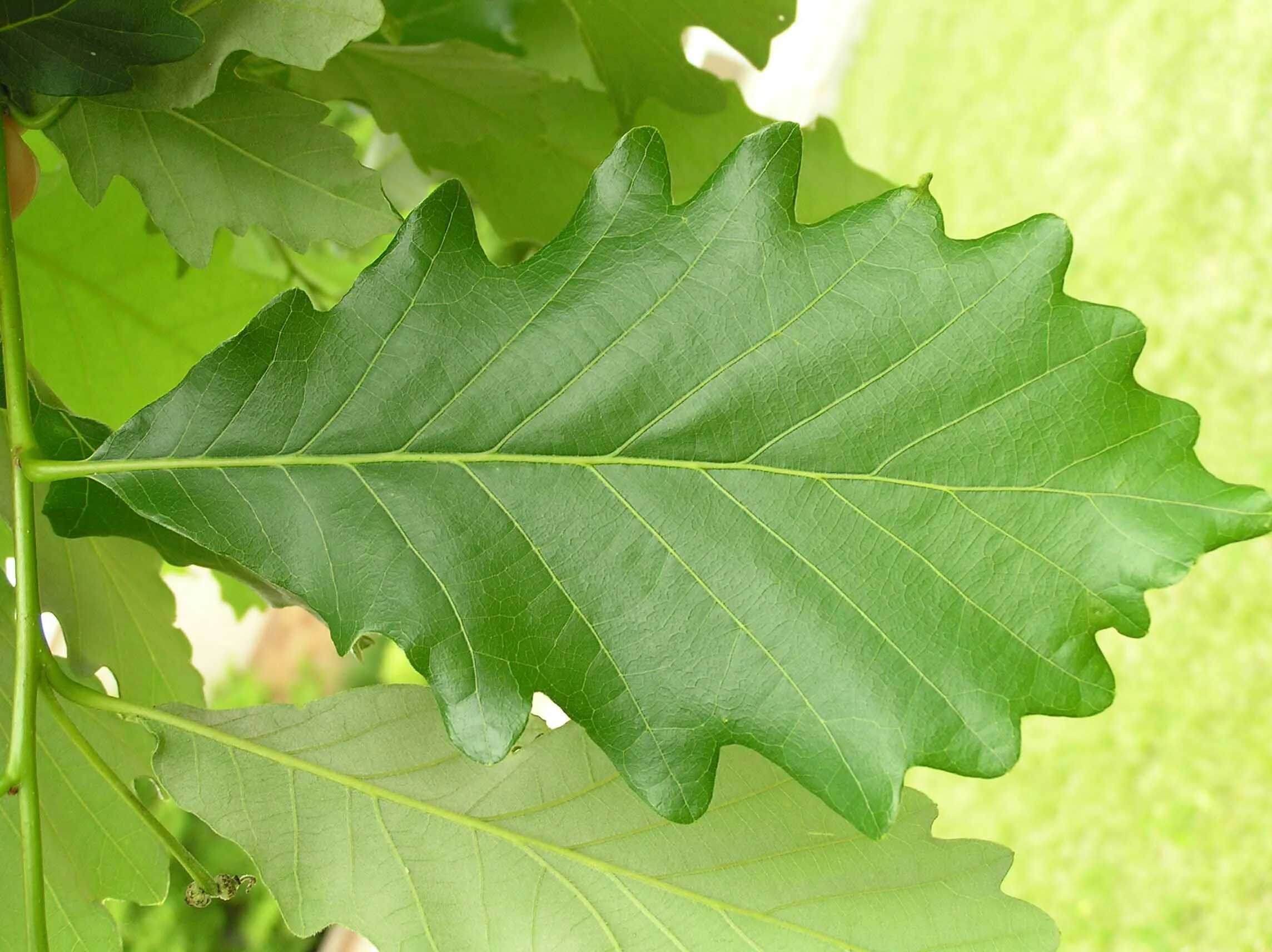 Фото листьев. Дуб Quercus rubra. Дуб красный / Quercus rubra лист. Дуб клиновидный дуболистный клен. Дуб американский остролистный.