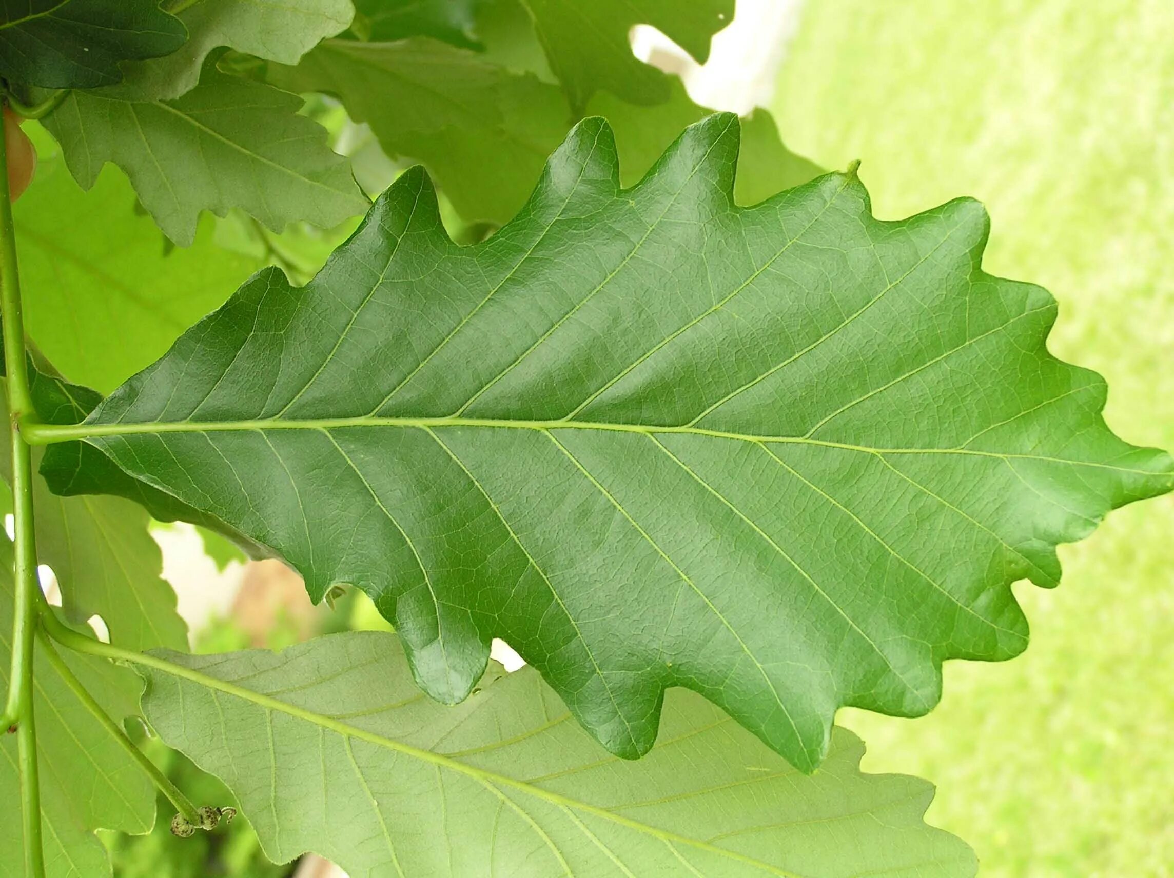 Какие листья сладкие. Дуб Quercus rubra. Канадский остролистный дуб. Дуб красный / Quercus rubra лист. Дуб клиновидный дуболистный клен.