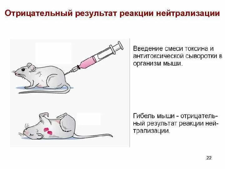 Реакция нейтрализации микробиология. Реакция нейтрализации схема. Реакция биологической нейтрализации. Биологический метод реакция нейтрализации. Почему реакция нейтрализации