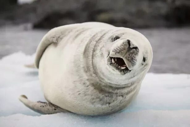 The little seal is laughing at us. Смех тюленя. Селфи тюленя. Тюлень смеется.