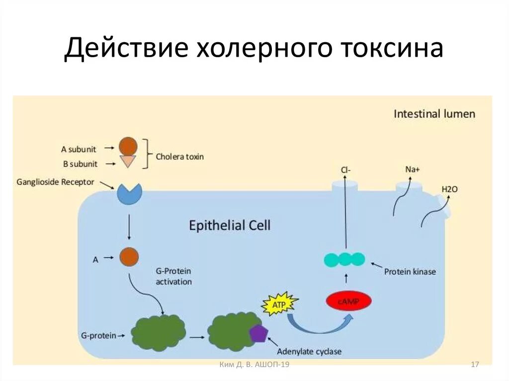 Патогенез холеры токсины. Холера токсин. Механизм действия холерного вибриона. Холерный токсин строение. Холера токсин.