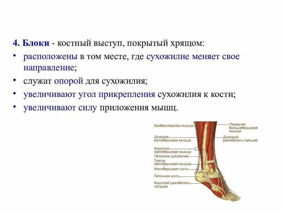 Костный выступ