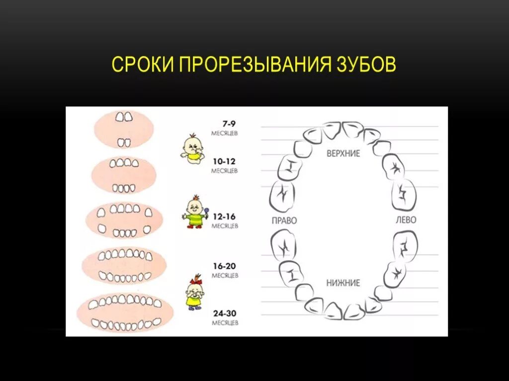 Зубы по возрасту таблица. Сроки прорезывания молочных зубов у детей. Прорезывание зубов у детей сроки таблица. Сроки и последовательность прорезывания молочных зубов. Сроки прорезывания молочных зубов таблица.