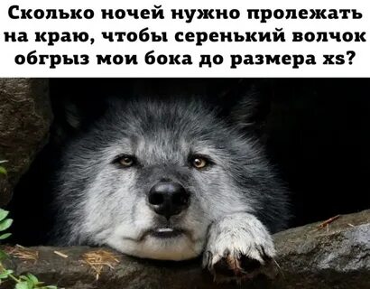 Волк бочка