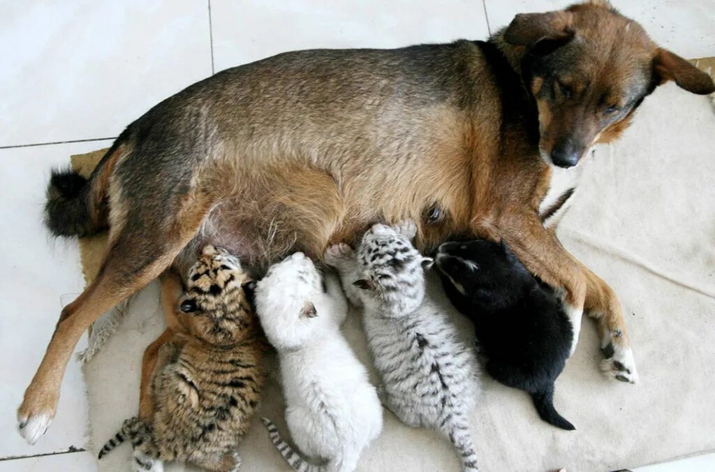 У собак есть дети. Собака выкормила котят. Дружба животных. Необычная Дружба животных. Поведение животных.