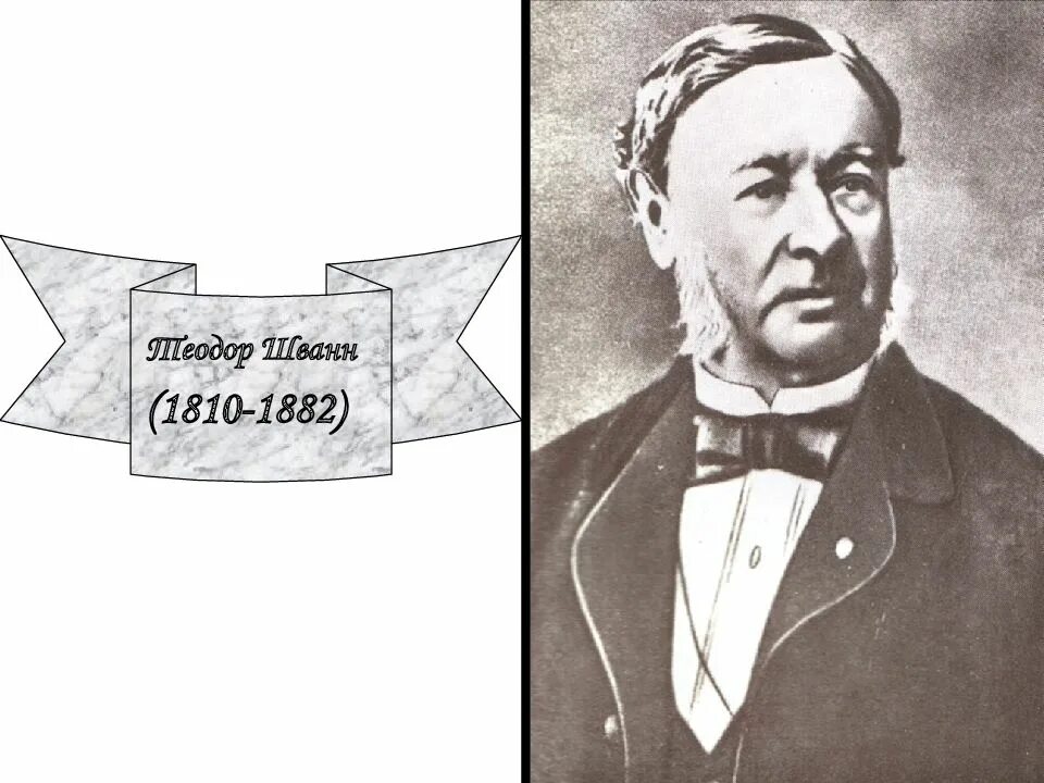 Т шванн сформулировал. Теодор шванн (1810-1882). теодор шванн философия. теодор шванн вклад в медицину. теодор шванн что открыл.