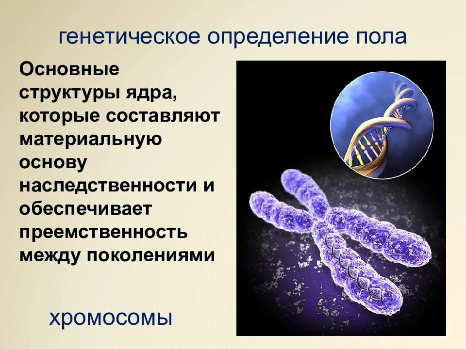 Когда происходит генетическое определение пола у человека. Генетика пола биология 10 класс. Генетическое определение пола. Генетика пола презентация. Генетическое определение пола биология.