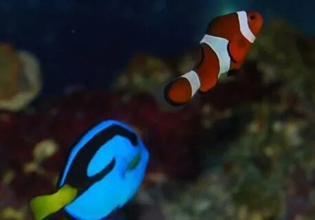 Real fish