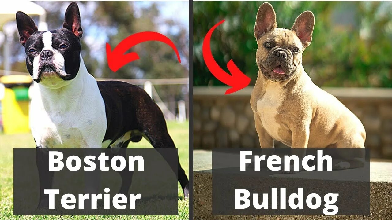 Бостон-терьер и французский. Бостон разница. Бостон-терьер и французский бульдог отличия. Бостон и французский бульдог. Бостон-терьер и французский бульдог отличия.