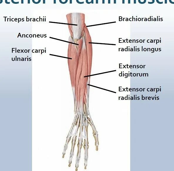 M extensor digitorum. M flexor digitorum ulnaris. мышца экстензор дигиторум лонгус. крыса musculus extensor digitorum longus, длинный разгибатель пальцев кисти. musculus flexor carpi radialis.