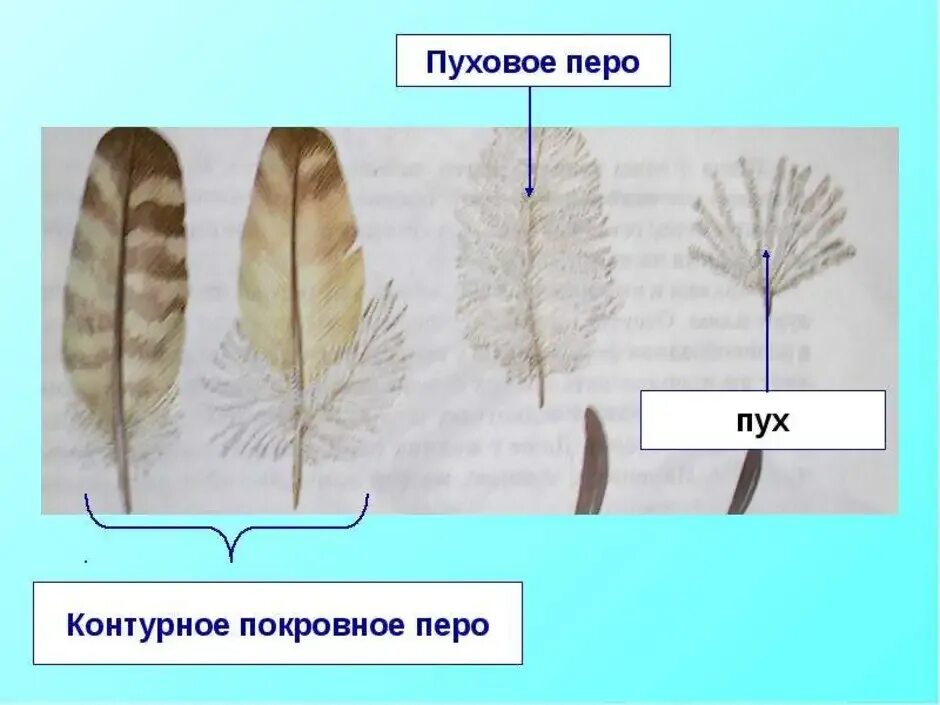 Рисунок контурного пера птицы. Пуховое перо птицы строение. Пуховые перья. Строение пухового пера. Строение контурного пера.