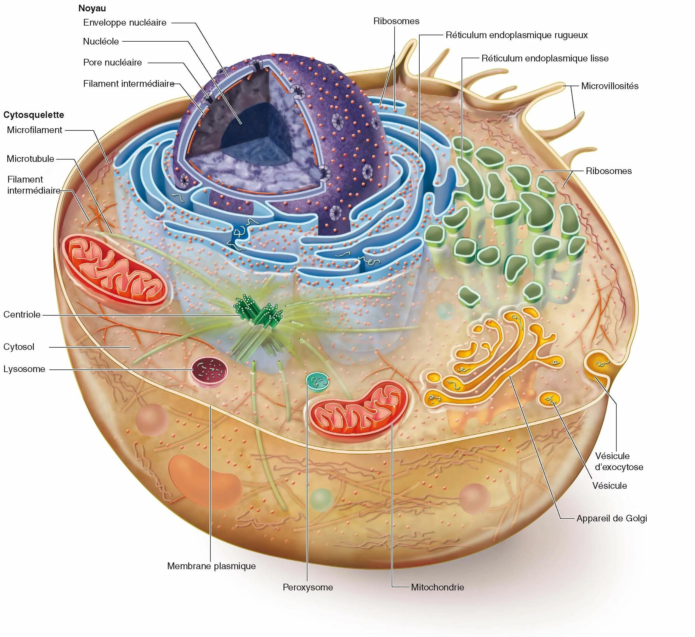 Растения эукариотические организмы. Клетка биология. Клетка живого организма. Клетка в разрезе. Красивое строение клетки.