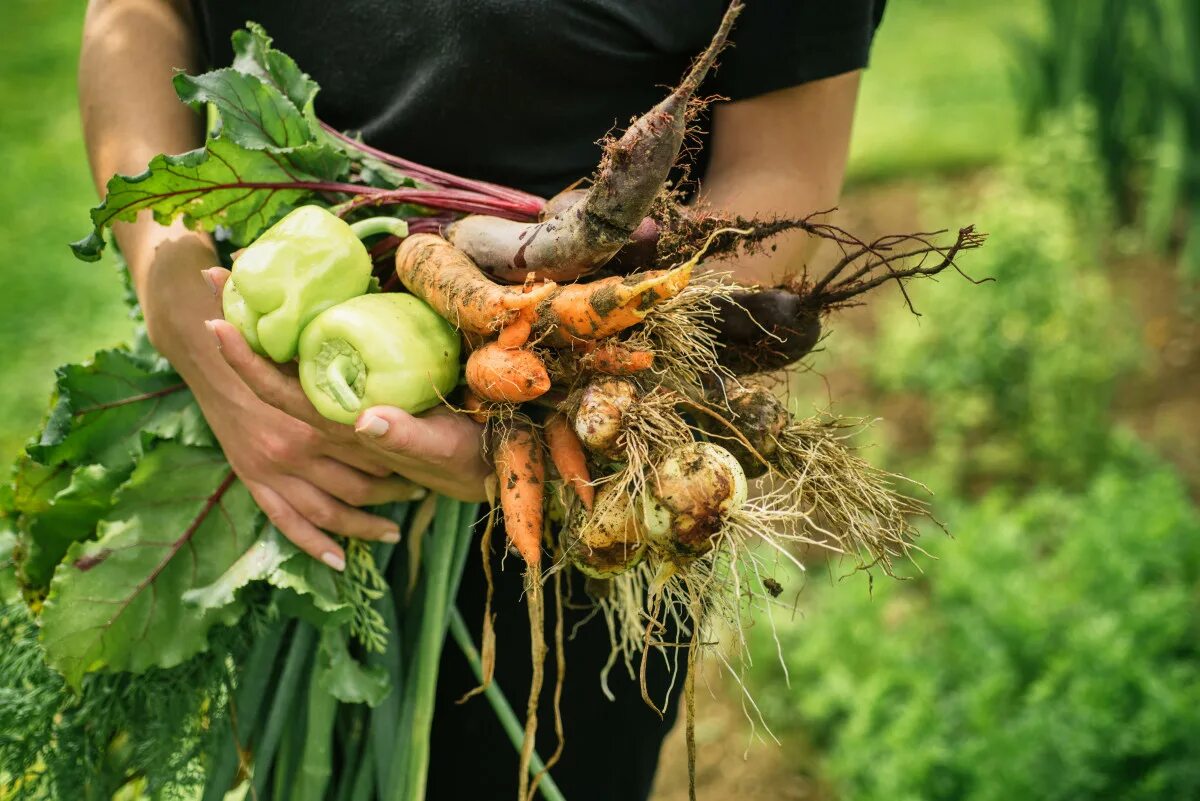 Natural farming. Хороший урожай. Огород урожай. Овощи на огороде. Сбор овощей.