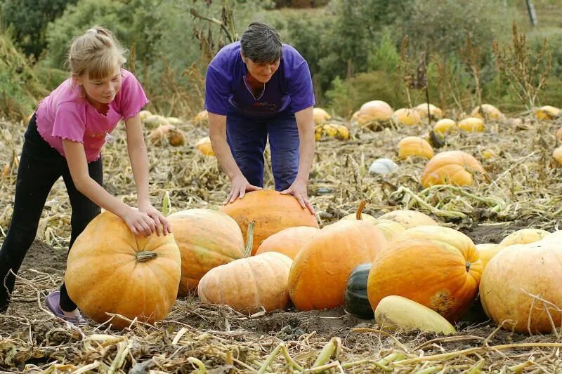 Фазы развития зерна озимой пшеницы таблица. Тыква урожай с га. Сколько лет дает урожай. Дерево сад слива. Каякентский винзавод.